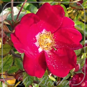 Rosa 'Alcantara'