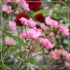Rosa 'Alden Biesen'