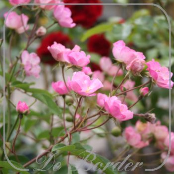 rosa-alden-biesen-250 Rosa 'Alden Biesen'