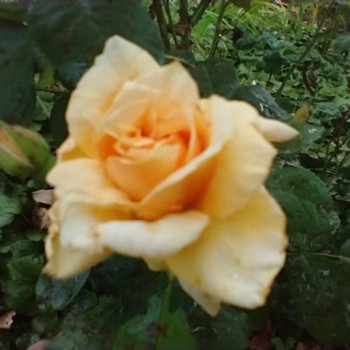 rosa-alisgirl-885 Rosa 'Alisgirl'