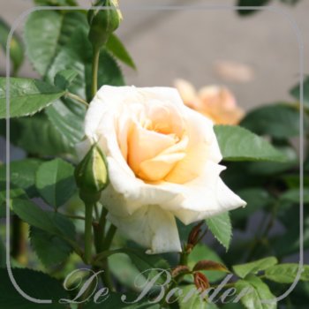 rosa-alisgirl-928 Rosa 'Alisgirl'
