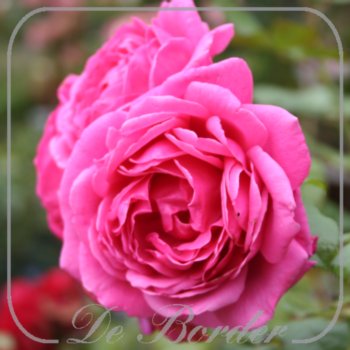 rosa-allegro-2010-248 Rosa 'Allegro 2010'