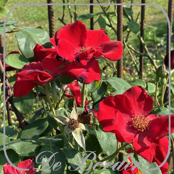 Rosa 'Altissimo'