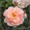 Rosa 'Ambridge Rose'