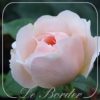 Rosa 'Ambridge Rose'