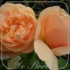 Rosa 'Ambridge Rose'