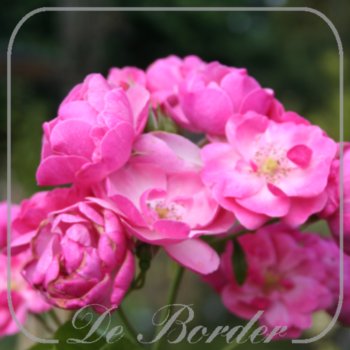 Rosa 'Angela'