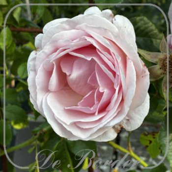rosa-ann-pat-ewen-788 Rosa 'Ann Pat Ewen'