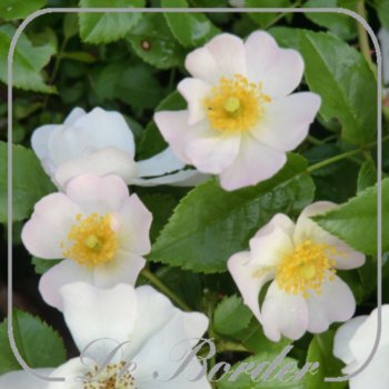 rosa-apfelblute-890 Rosa 'Apfelblute'