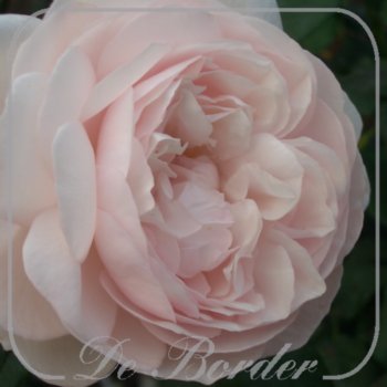 Rosa 'Heritage' --