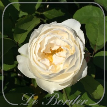 Rosa 'Winchester Cathedral' --