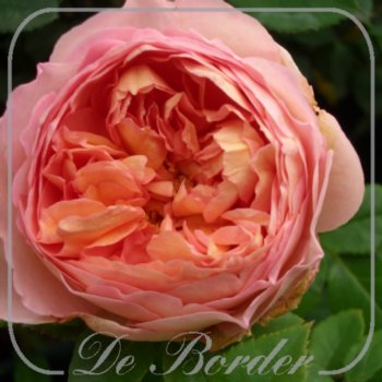 Rosa 'Candy Rain' --