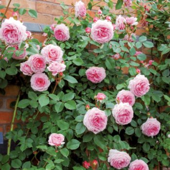Rosa 'Auscrystal'