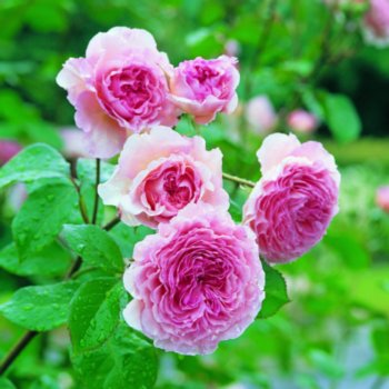 Rosa 'Auscrystal'