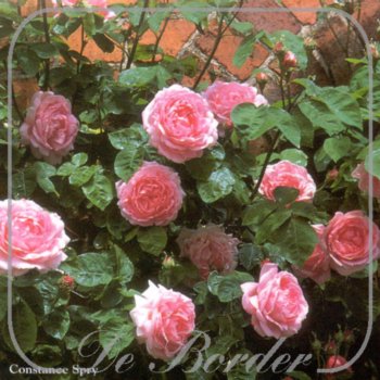 Rosa 'Constance Spry' --