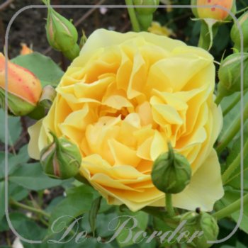Rosa 'Graham Thomas' --