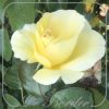 Rosa 'Avec Amour'