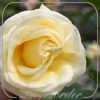 Rosa 'Avec Amour'