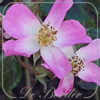 Rosa 'Ballerina'