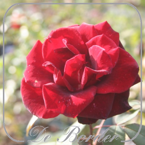rosa-barkarole-486 Rosa 'Barkarole