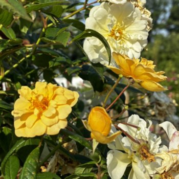 rosa-belle-epoque-yellow-rambler-097 Rosa 'Belle Epoque Yellow Rambler'
