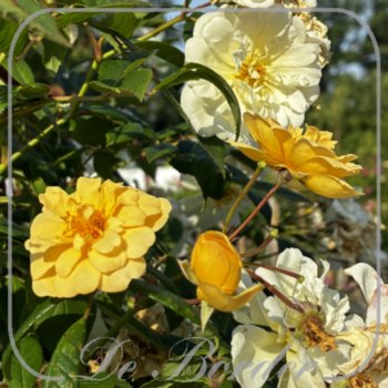 rosa-belle-epoque-yellow-rambler-753 Rosa 'Belle Epoque Yellow Rambler'