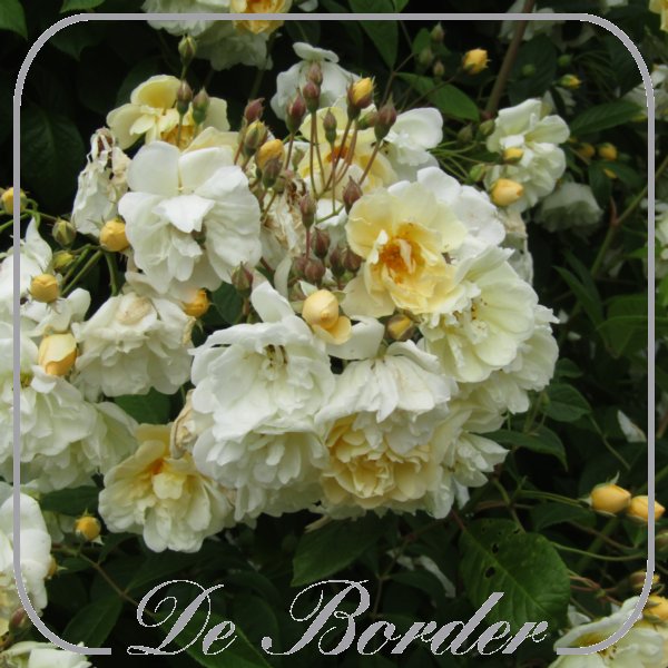 Rosa 'Belle Epoque Yellow Rambler'