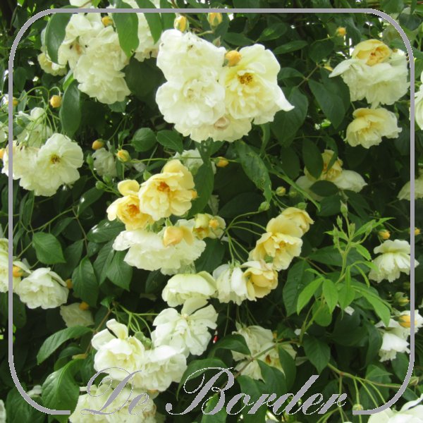rosa-belle-epoque-yellow-rambler-930 Rosa 'Belle Epoque Yellow Rambler'