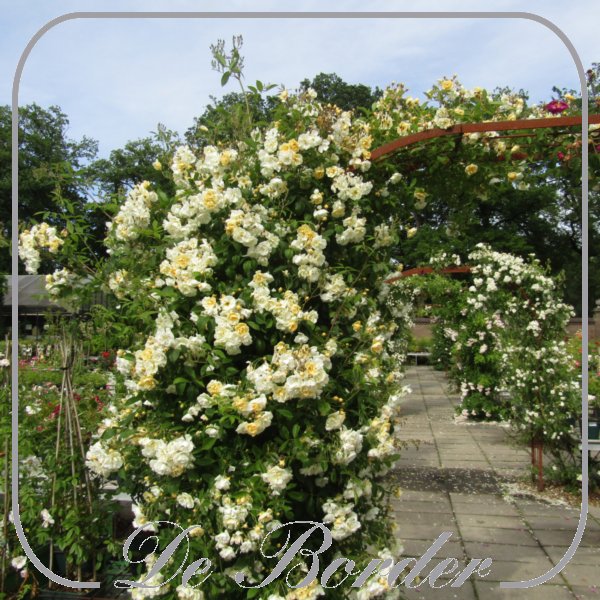 rosa-belle-epoque-yellow-rambler-932 Rosa 'Belle Epoque Yellow Rambler'