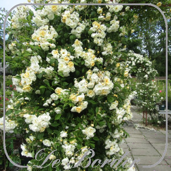 rosa-belle-epoque-yellow-rambler-934 Rosa 'Belle Epoque Yellow Rambler'