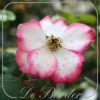 Rosa 'Betty Boop'