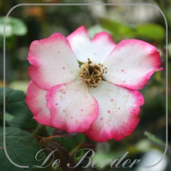 Rosa 'Betty Boop'