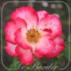 Rosa 'Betty Boop'