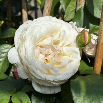 Rosa 'Beyond Walls'