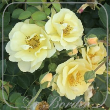 Rosa 'Bienenweide Gelb'
