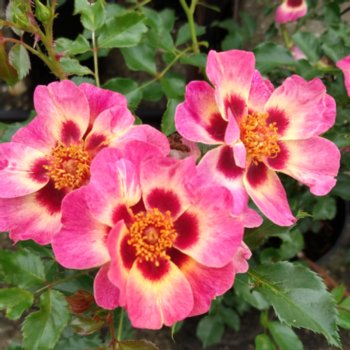 Rosa 'Blushing Babylon Eyes'