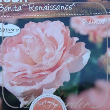 rosa-bonita-renaissance-in-pot-(5l)-maat-l-043 Rosa 'Bonita Renaissance'
