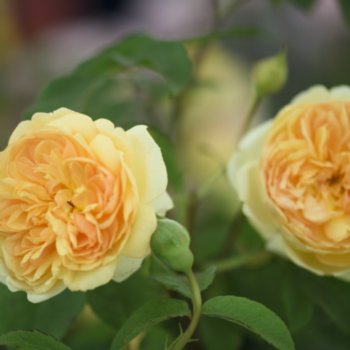 Rosa 'Bring me Sunshine'