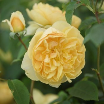 Rosa 'Bring me Sunshine'