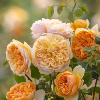 Rosa 'Bring me Sunshine'