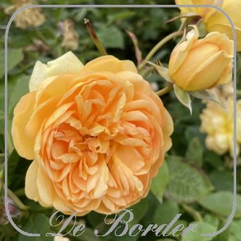 Rosa 'Bring me Sunshine'