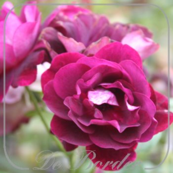 Rosa 'Burgundy Ice'