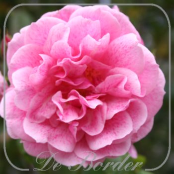 Rosa 'Camelot'
