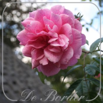 Rosa 'Camelot'