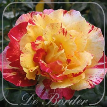Rosa 'Delstricol' --