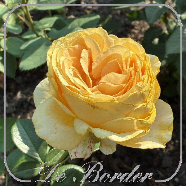 Rosa 'Candlelight'