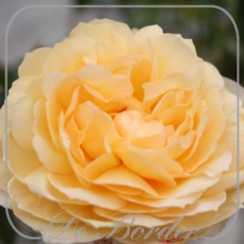 Rosa 'Capri'