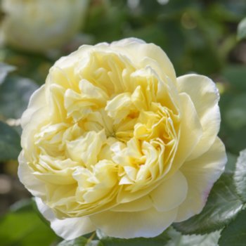 Rosa 'Charles Darwin'