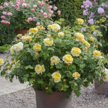 Rosa 'Charles Darwin'