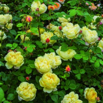 Rosa 'Charles Darwin'